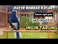 Suara kacer gacor NEMBAK ISIAN KASAR/Bikin semua KACER jadi EMOSI#kicaumaster#kacernembakisiankasar