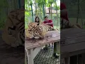 Sudden Tiger attack at Thailand zoo while filming