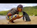 Download Lagu Jinjing de pinguïn - zwemt elk jaar 8000 kilometer om de man te bezoeken die hem redde