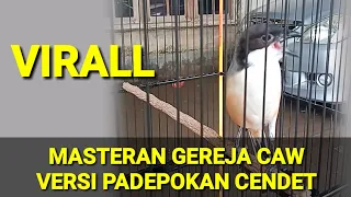 masteran gereja caw versi padepokan cendet