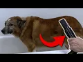 The SECRET to Perfect Deshedding Removing Undercoat