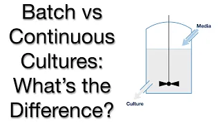 Batch vs Continuous Cultures Growing Cells in the Lab Explained