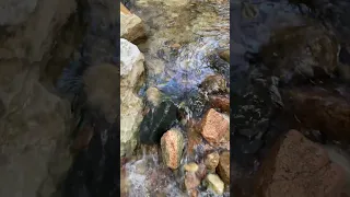 Https Www Youtube Com Live IwQHx0shg6o Si Gu0lyeulpWxQDg5J Enjoy The Magic Of The Water 