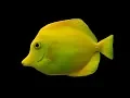 Facts The Yellow Tang
