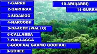 hortee saba oromoo afaanoromootiifii afaan arabaatiin walaloofii yedleeyssaan walaloo tanaa sh ali