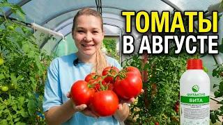 Томаты в августе: сокращаем полив, спасаем урожай от фитофторы и делаем плоды сладкими!