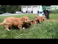 Lively Cavapoo Puppies