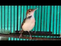Download Lagu Prenjak Coki BETINA Gacor Untuk PIKAT - Suara Pancingan AMPUH Pernjak Coki Bahan Agar Cepat Bunyi