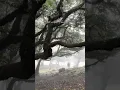 Download Lagu Magical ✨ #madeira #travelcontentcreator #exploringtheworld #мадейра #fanalforest