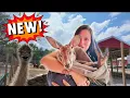 New Petting Farm In the Smokies Emu Kangaroos Rides and More Fun