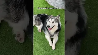 KAORI PAS LAGI NORMAL VS PAS LAGI COSPLAY‼️????