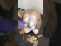 SHIHTZU BANG GROOMING