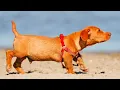 Cute and funny Dachshund Beagle Mix Puppy discovers the world of the adult dogs