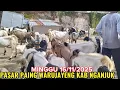 Lagu 2 JT DAPAT SUPERAN ⁉️ REVIEW HARGA KAMBING PASAR PAING WARUJAYENG @BERPETUALANG75 