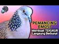 Download Lagu SUARA DERKUKU GACOR Khusus Untuk Pancingan Tekukur Agar Cepat Bunyi
