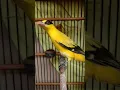 Download Lagu suara pikat burung kepodang emas dijamin langsung nyaut