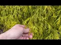 Golden Mop False Cypress - Chamaecyparis pisifera