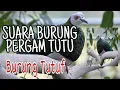 Download Lagu Suara Burung Pergam Tutu - Burung Tutuf - White Bellied Imperial Pigeon