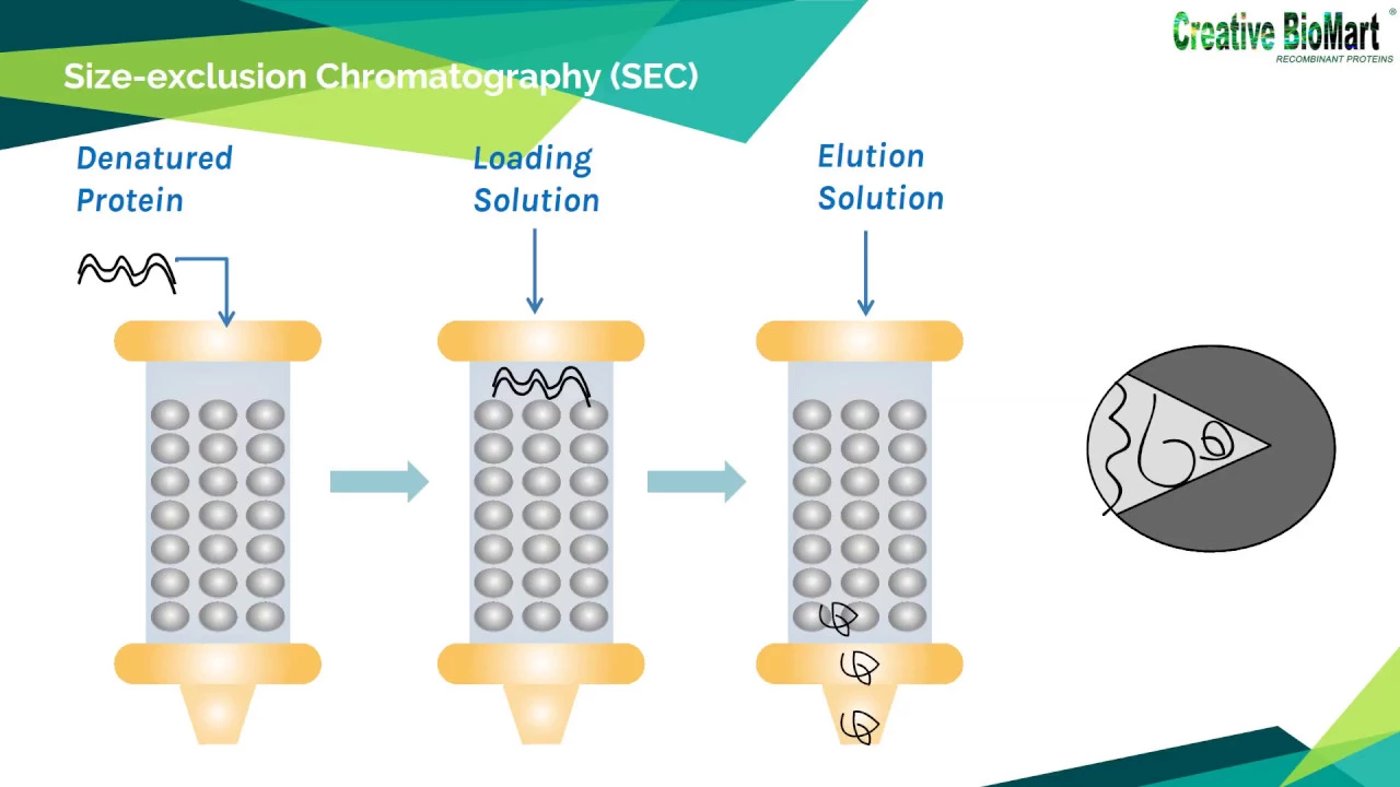 Refolding of Inclusion Body Proteins from E Coli