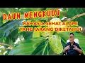 Lagu FAKTA MENARIK DAUN MENGKUDU DAN CARA MENGOLAHNYA UNTUK PENGOBATAN TRADISIONAL