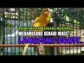 Download Lagu PANCINGAN KENARI GACOR  Cuit CUIT NGEROLL COCOK UNTUK PANCINGAN \u0026 MASTERAN Kenari PAUD AGAR BUNYI