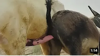 Donkey breeding
