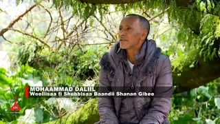 Baandii Shanan Gibee 