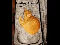 Download Lagu Loafing Around Full Album