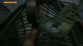 sirtu gacor di malam hari