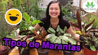6 Tipos de Marantas