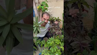 نباتات لا تعرف الموت  انصح كل مبتدئ زراعة او من ليس لديه وقت للعناية بزراعة هذه النباتات      دندنها