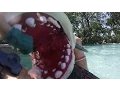 Download Lagu SHARK WEEK! Sharks in the Lake! SHARKNADO Baby Gizmo Style!