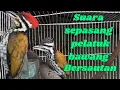 Download Lagu Suara pelatuk bawang jantan dan betina bersautan