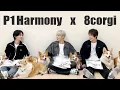 Download Lagu 강아지를 사랑하는 아이돌, 피원하모니가 8코기를 만나 긴장한 사연 :)