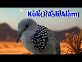 Download Lagu Tekukur Gacor Kuk 3 Lokal Pancingan dan Masteran Paling Istimewa