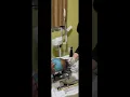 Chinese head spa treatment on 4C Hair - Zen Spa