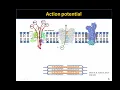 Introduction to EMG Part 1