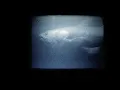 Download Lagu ITJ - Cœlacanthe (NEW VIDEO!)