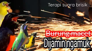 suara berisik mesin gerinda memancing emosi burung macet dan muda hutan cutting gerinder noise