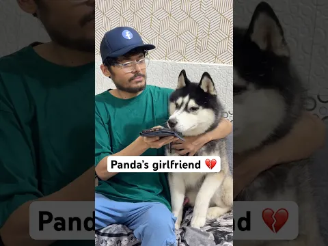 Panda ki Girlfriend 💔 #shorts #dog #husky #pets
