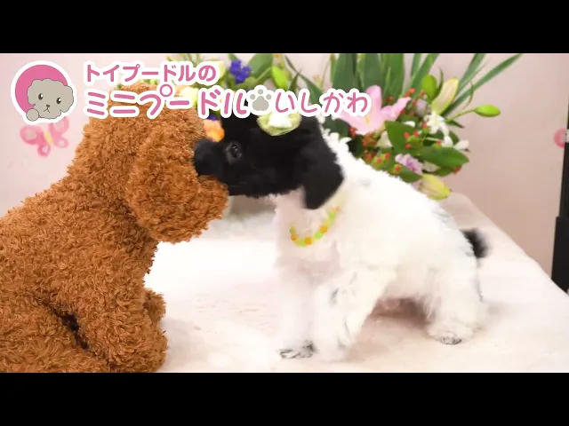 動画