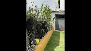 La razón por la que mis plantas han resistido este verano tan caluroso