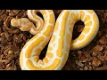 WHAT BALL PYTHON GENES SHOULD I BREED