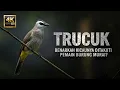 Lagu TRUCUK: KISAH BURUNG TRUCUKAN DENGAN PERAN BESAR DI EKOSISTEM | FAKTA SUARA KICAUAN BURUNG TRUCUK