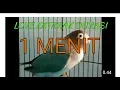 Download Lagu Lovebird durasi 1 menit..