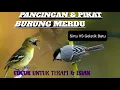 Download Lagu Sirtu VS Gelatik Batu Pancingan Dan Isian Burung Merdu