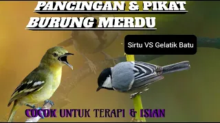 sirtu vs gelatik batu pancingan dan isian burung merdu