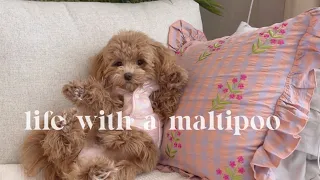 Life with a Maltipoo sunday puppy vlog