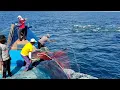 Download Lagu PUKAT CINCIN, Ternyata Begini Cara Nelayan Indonesia Menangkap Ikan Di Laut Dapat Banyak Ikan Todak