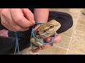 Harness on bearded dragon first walk